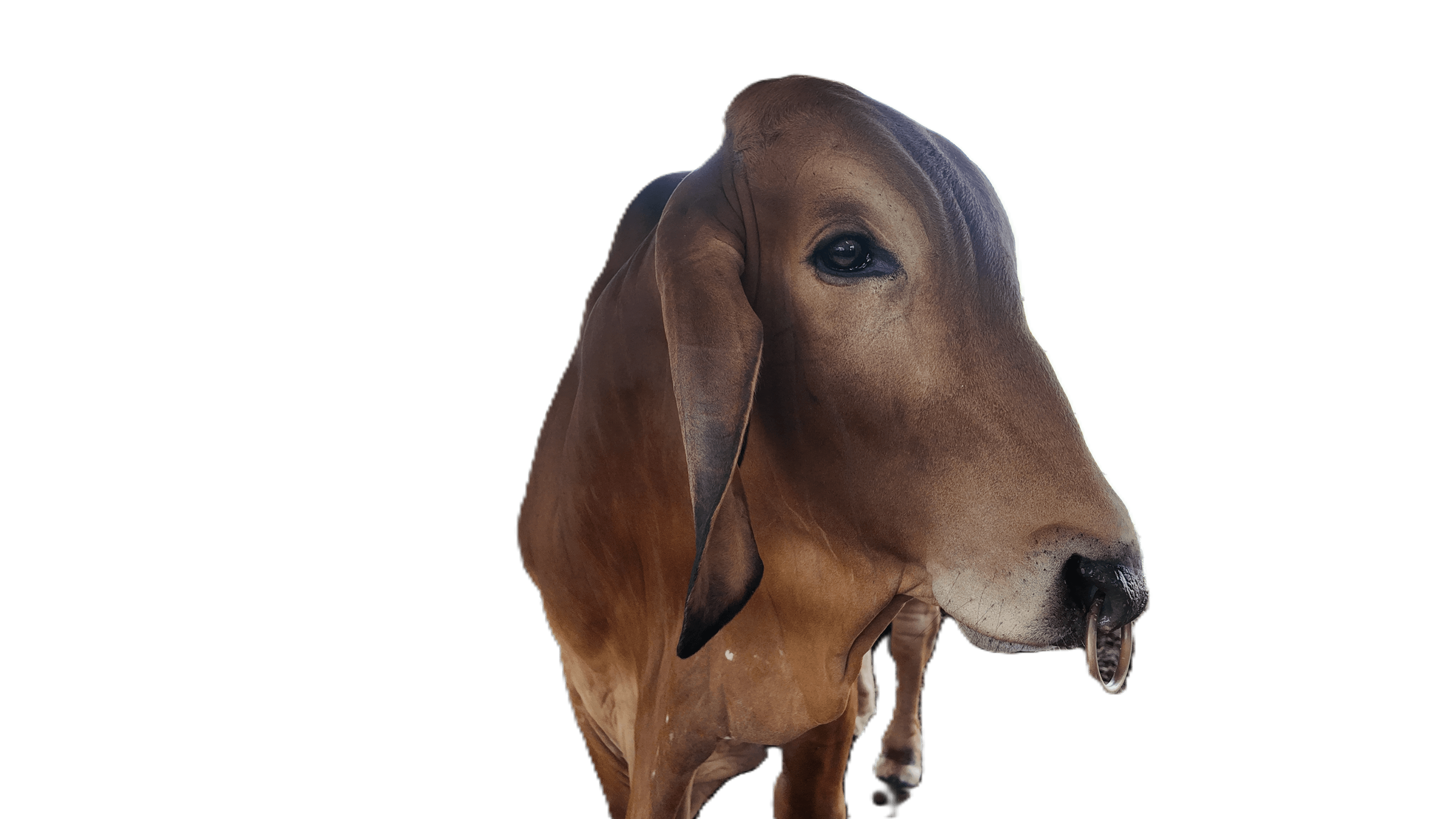 Majestuosidad de nuestra genética Brahman
