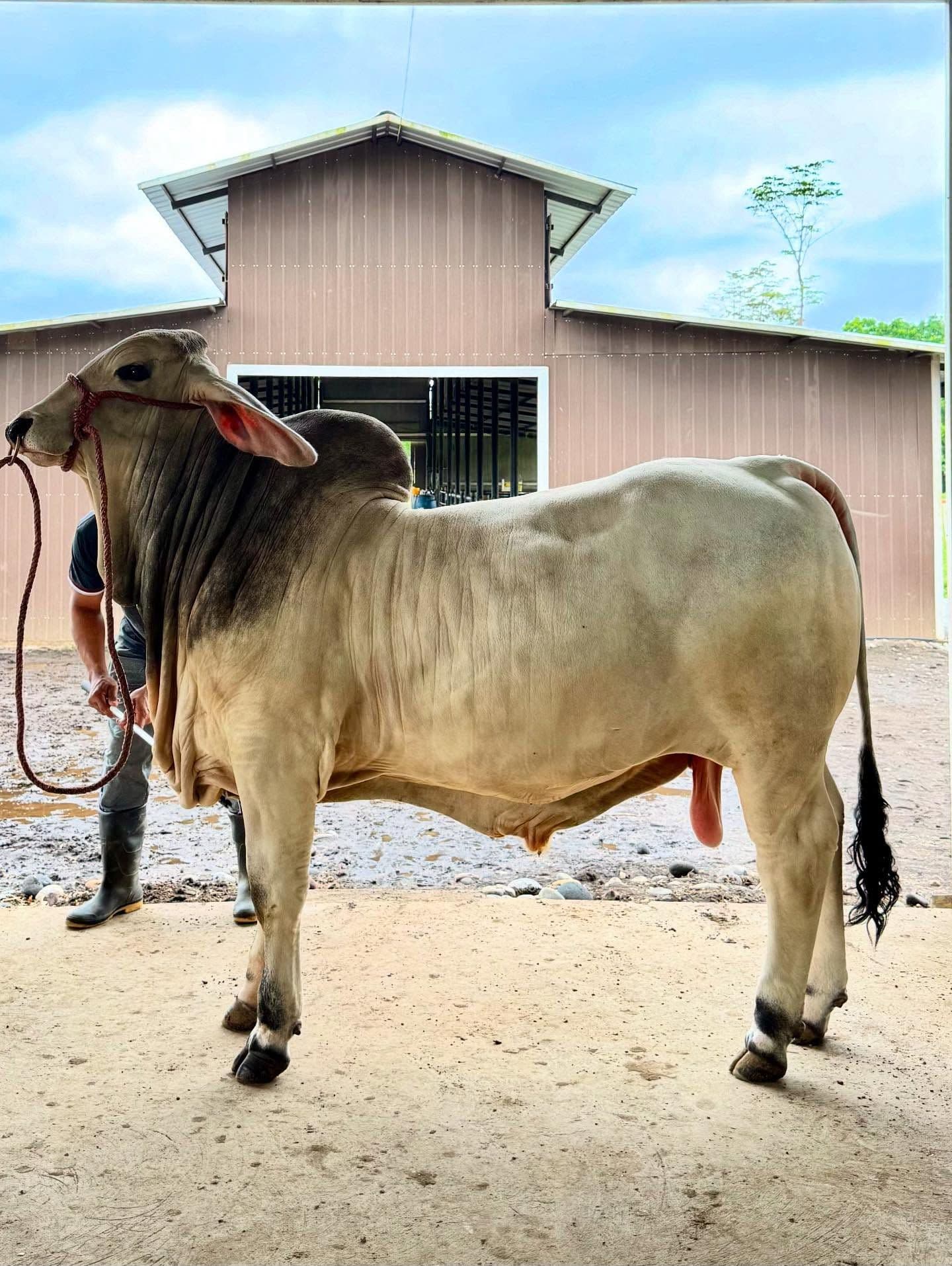 Ejemplar del ganado Brahman Gris de alta genética exhibiendo su conformación de perfil, frente a los establos principales de Hacienda Sophia en Ecuador.